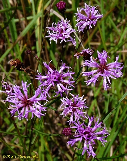 {Vernonia angustifolia}